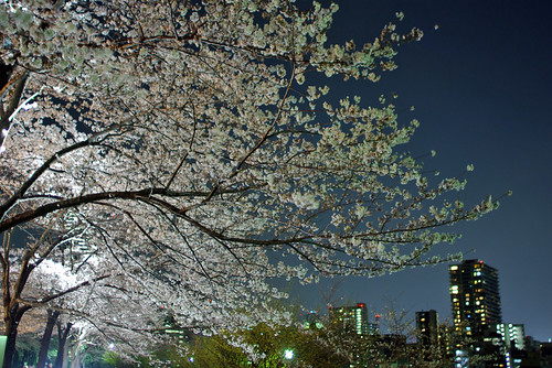 Sakura Tokyo Night