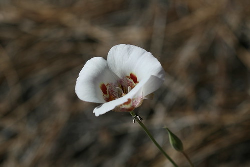 Sherman Pass Road - Butterfly Mariposa Lily  (6)
