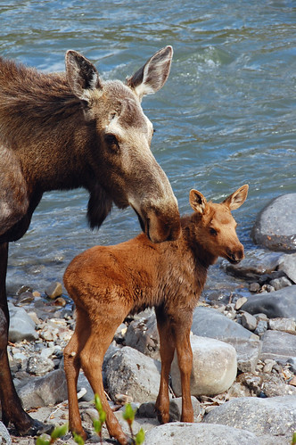 Moose Cow and Calf (I)
