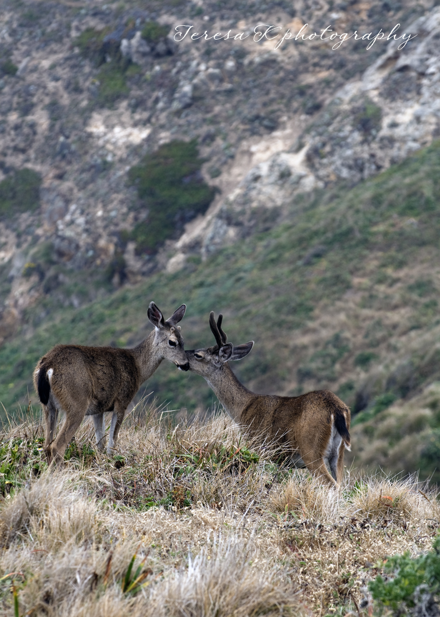 Kissing Deer at the Point Reyes Lighthouse by Teresa K photography