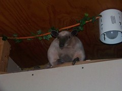 Pua now spys on me from the top of the doorway