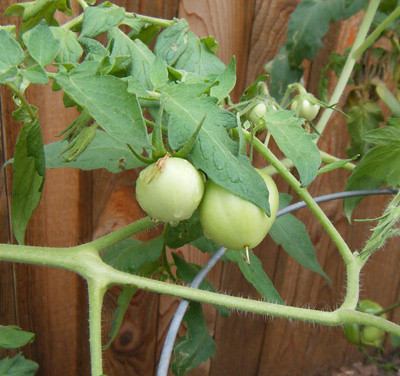 Tomatoes Growing