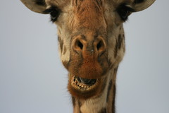 Chewing - giraffe (Nairobi National Park)