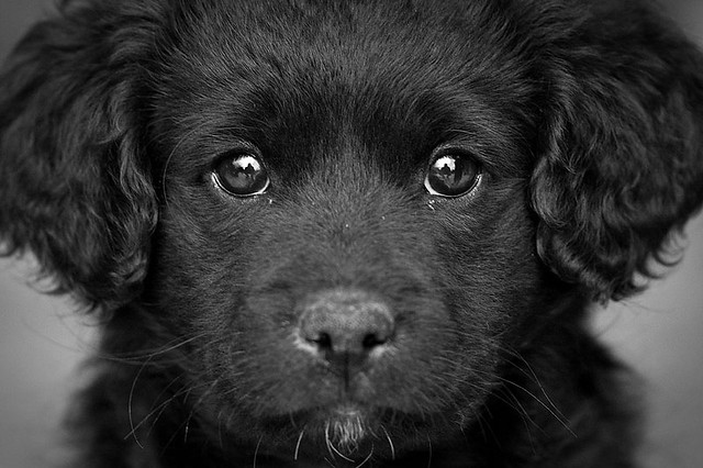 Through the eyes of a puppy