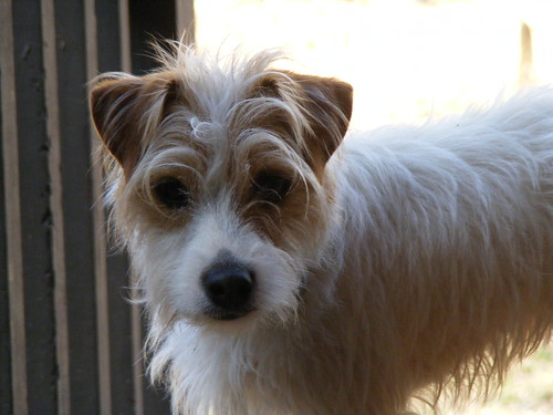 Dulce - Lori's Jack Russell Terrier 