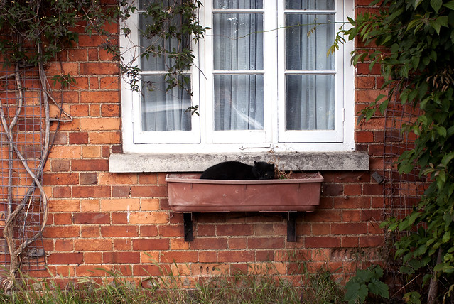windowsill cat