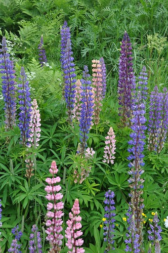 Lupine in Sweden...
