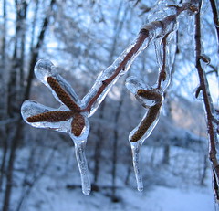 Birch buds in ice