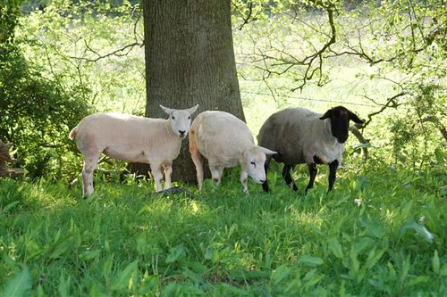 Shorn Ewes