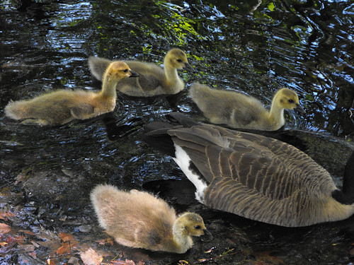 Canada Goose Family Too