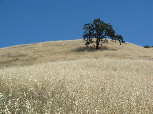 Tree, hill