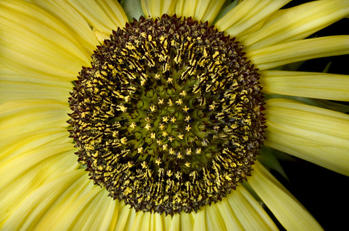Spiral into Sunflower