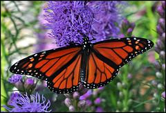 Monarch Butterfly (by StarbuckGuy)