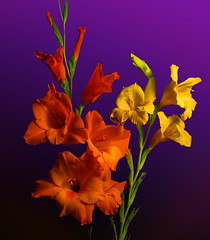 Gladiolus Bouquet (by photoholic1)