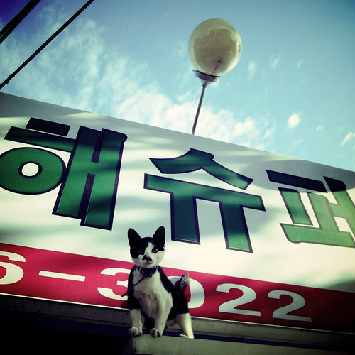 Korean Cat