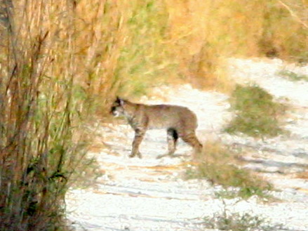 Bobcat 20090102
