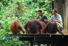 Feeding Time at Sepilok Orangutan Sanctuary