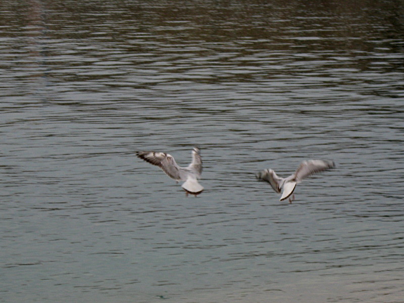 22-1-2009-seagulls6