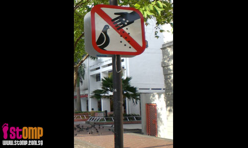 Uncle feeds pigeons despite 'No Feeding' sign at Bencoolen Street