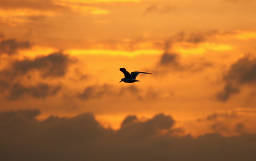 The solstice sunset gull