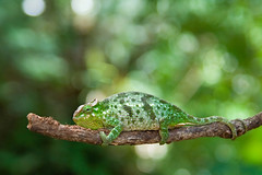 Two-Horned Chameleon