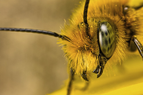 Miner Bee Portrait