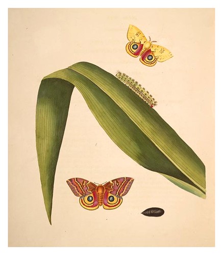 11-Illustration of Phalæna Io. Zea Mays 49