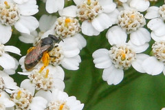 tiny bee on achillia