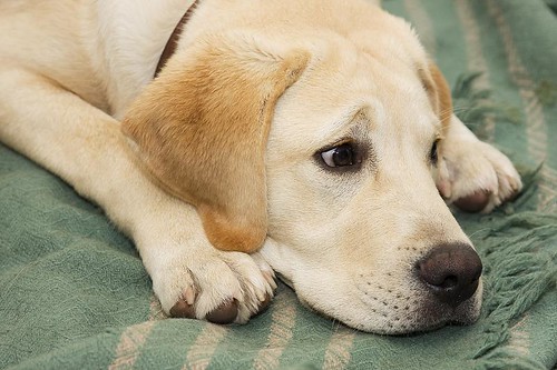 cute yellow labrador puppy. Ultra-cute Golden Labrador