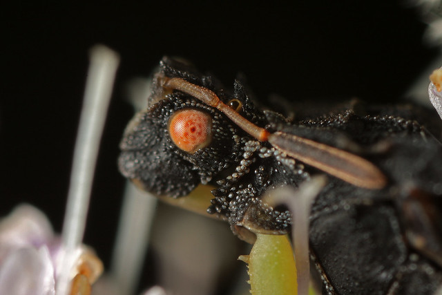 Pennsylvania Ambush Bug (Phymata pennsylvanica) male