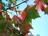 fall leaves 01_1