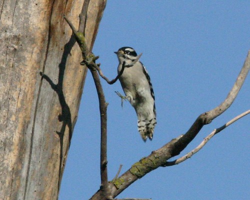 Downy Woodpecker Leaping