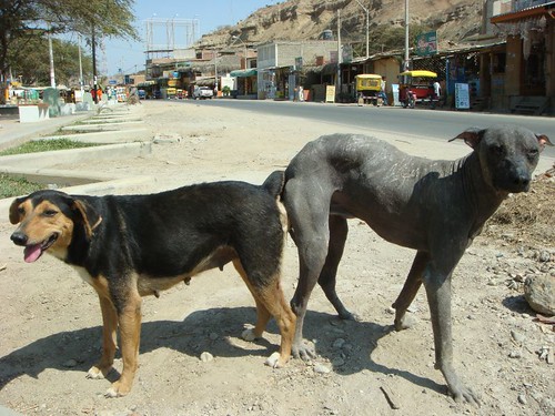 The rather typical stray dog phenomenon: Post-intercourse attachment...MÃ¡ncora, northern Peru.