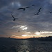 Istanbul Vögel