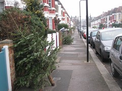 Christmas tree spotting #2 & 3