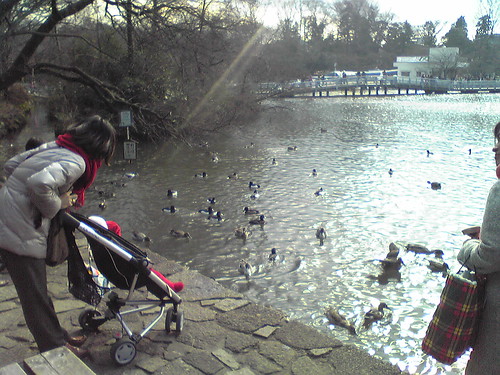 Ducks at Inokashira Pond