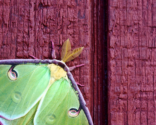Mothra green 3