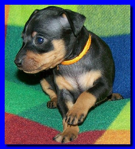 miniature pinscher dog breeder