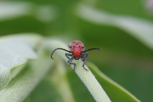 Red Milkweed Beetle {Tetraopes tetraophthalmus}