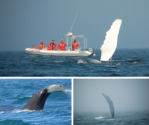 Tiverton, Nova Scotia - whales