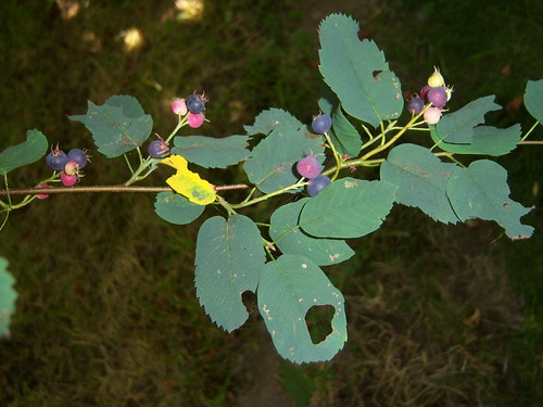 Amelanchier alnifolia by daitengu23