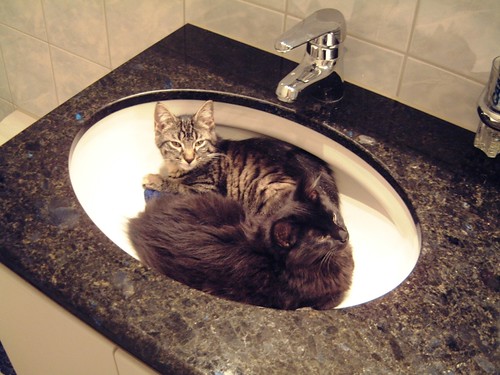 Nera and Tabby in the sink