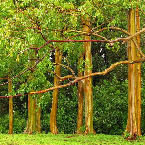 Rainbow eucalyptus grove