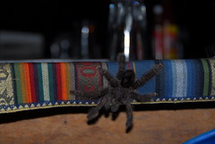 Table Spider!