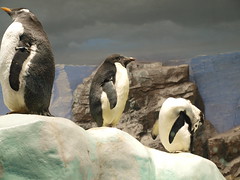 penguins 01
