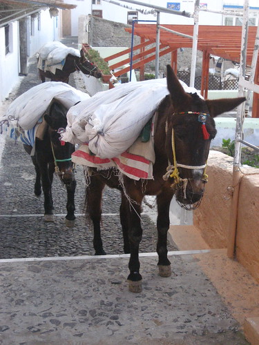 Donkeys in Fira