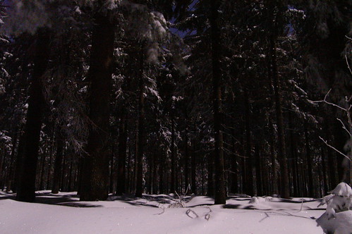 Forest during a freezing winter night