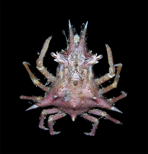Deepwater crabs of Florida (2)