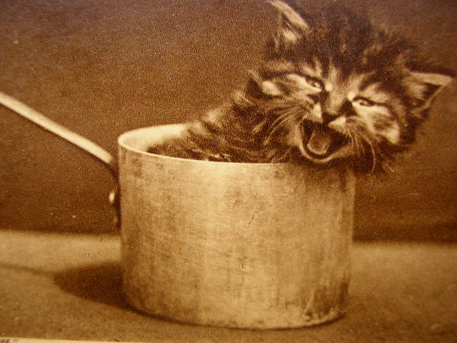Vintage kitten in saucepan.