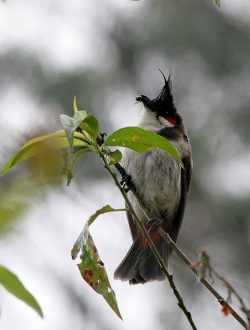 red whiskered bulbul with catch